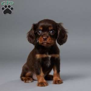 Oscar, Cavalier King Charles Spaniel Puppy